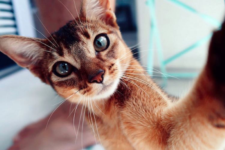 Custom Painted Magic-Style MTG Pet Art Card